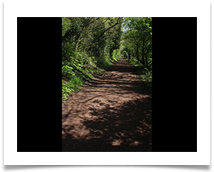 Into the Future - Anne Tidswell